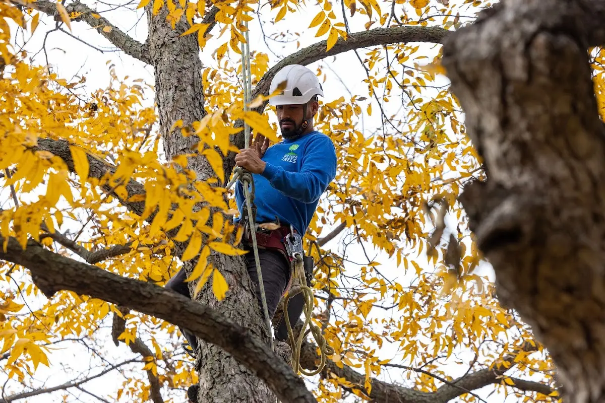 Skilled Tree Transplanting crew working in Belle Plaine